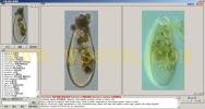 Cyphoderia ampulla 坛状曲颈虫1--万深AlgaeC